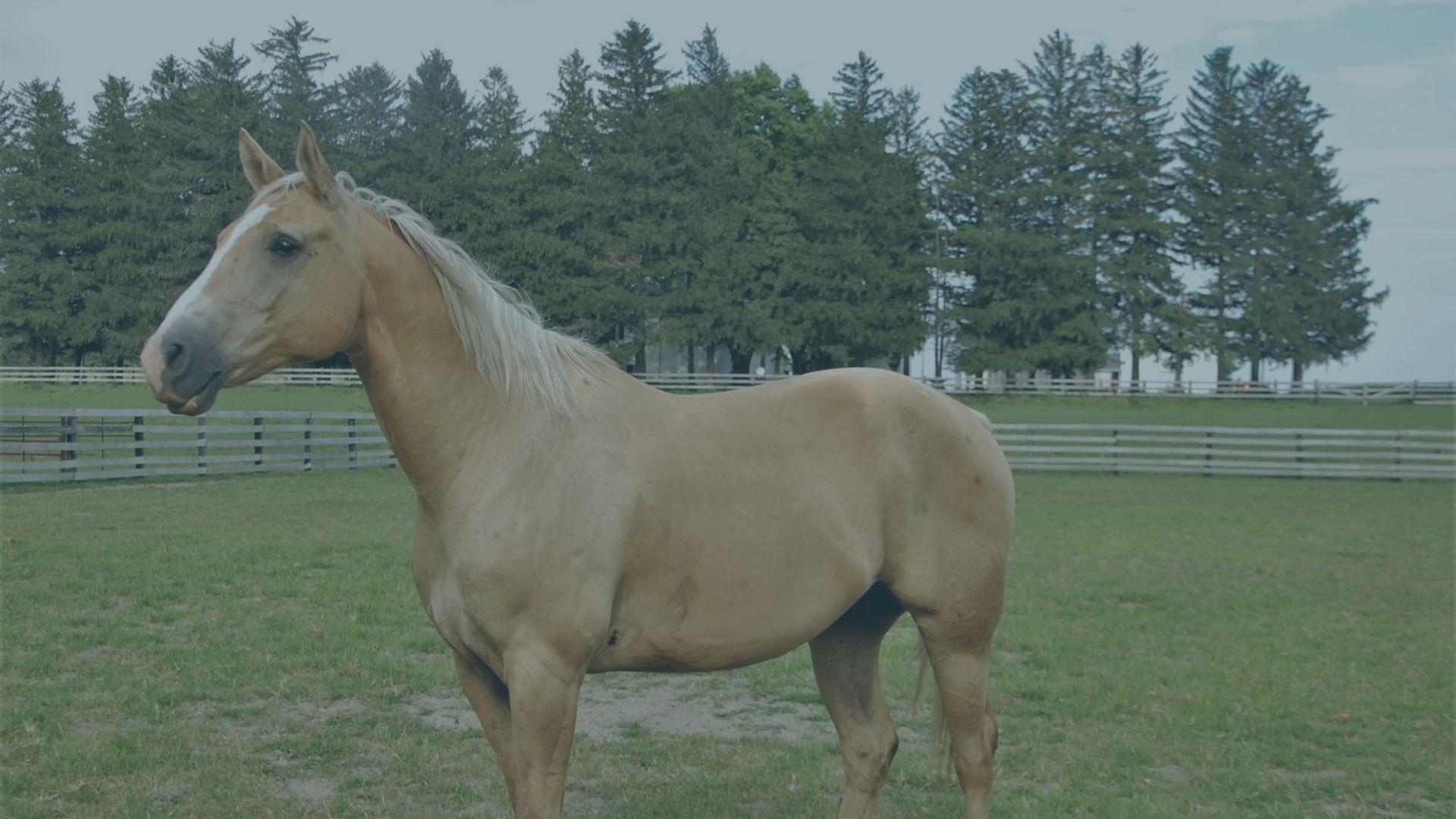 Emotions + Leadership: How a Horse Held Up a Mirror