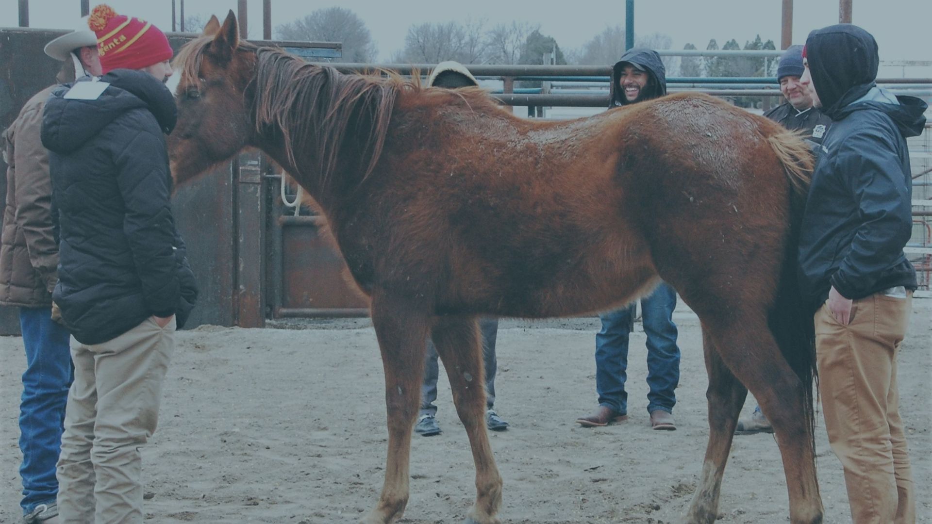 It’s Here! Research Supporting Professional Development with Horses