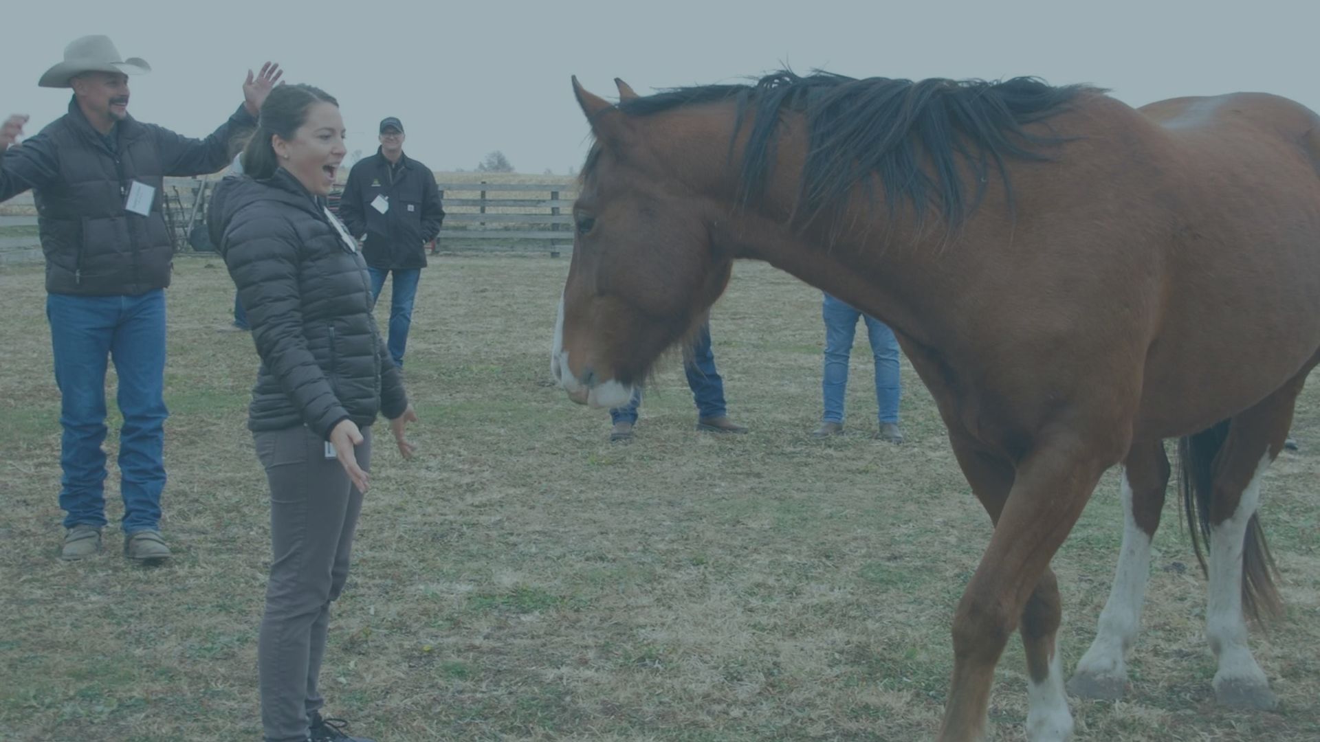 Take a Peek: What Training With Horses Looks Like