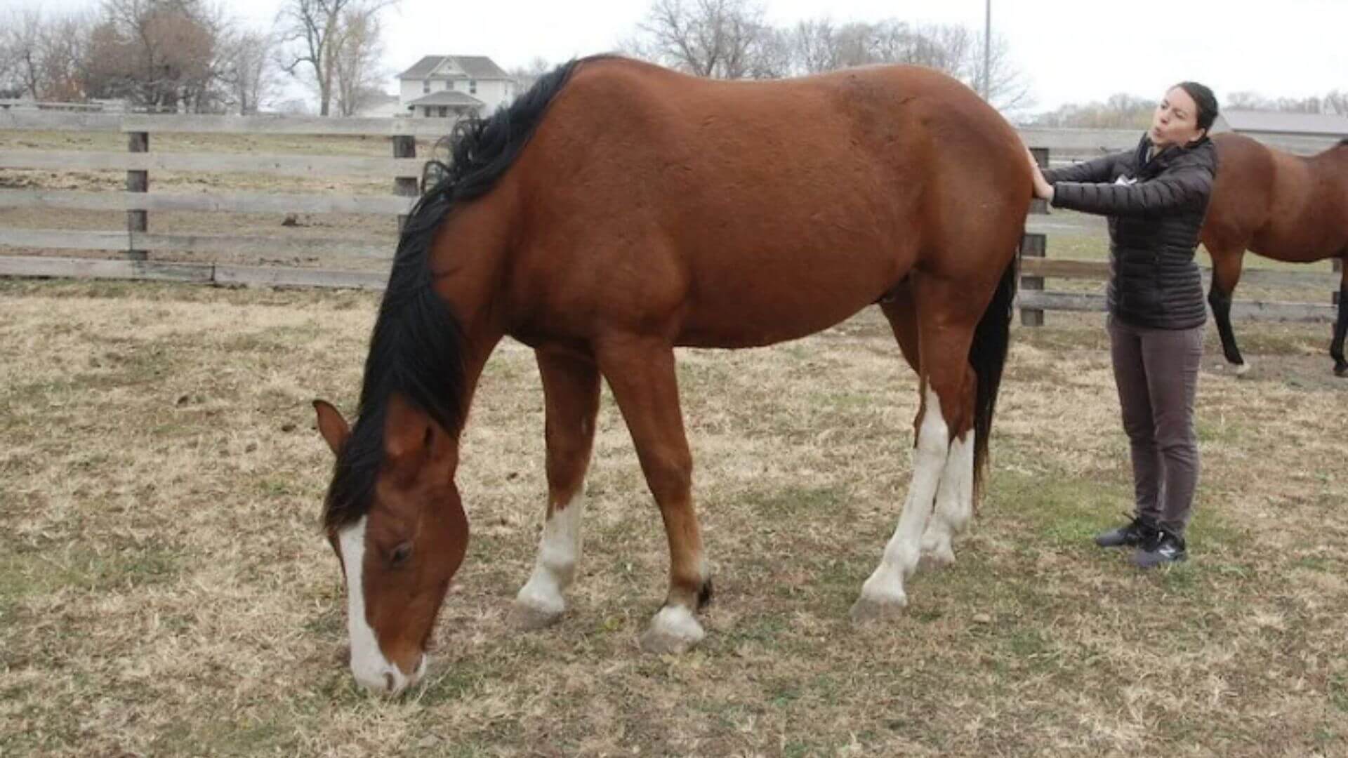 Missing Perspective: Horses Reveal What Your Team Won’t Tell You